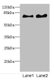 INTS10 antibody