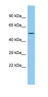 Ints12 antibody