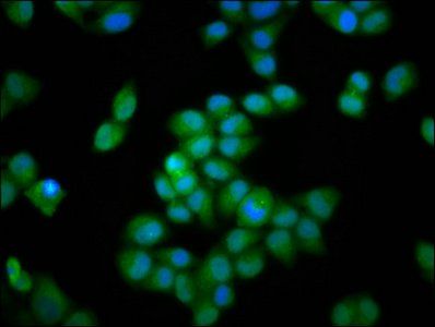 INTS3 Antibody