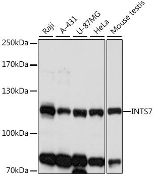 INTS7 antibody