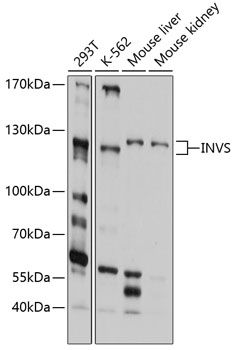 INVS antibody
