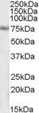Goat anti-IP3KC Antibody