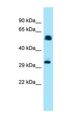 Ip6k1 antibody