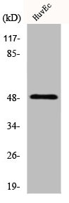 IP6K2 Antibody