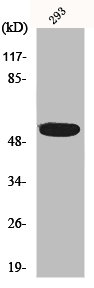 IP6K3 antibody