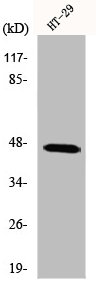 IPMK Antibody