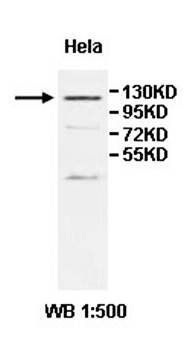 IPO11 Rabbit Polyclonal Antibody