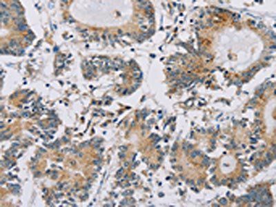IPO13 Antibody