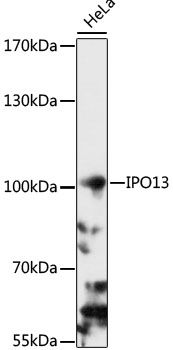 IPO13 antibody