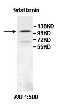 IPO13 antibody