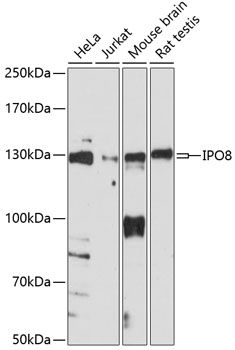 IPO8 antibody