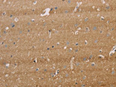 IPO9 Antibody