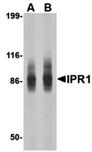 IPR1 Antibody