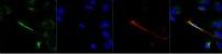 F4/80 antibody (FITC)