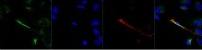 F4/80 Antibody [IQF4/80 Polyclonal] - Fluorescein (FITC)