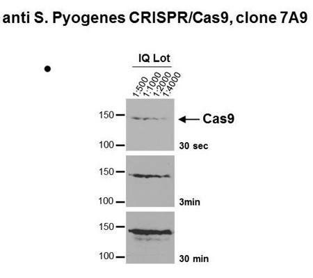 CRISPR/Cas9 Monoclonal Antibody [7A9-3A3]-0.1ml - 0.1ml / Unconjugated