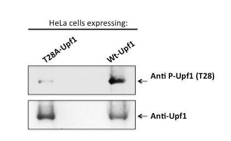 BRCA2 (phospho-Ser3291) antibody