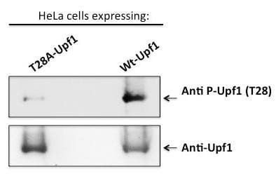 FANCD2 (phospho-Ser717) antibody