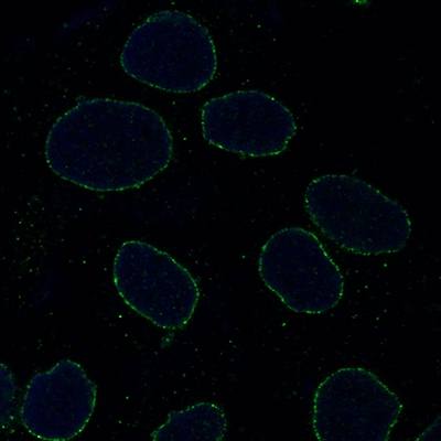 Lamin A/C Monoclonal Antibody [JOL3] - Fluorescein (FITC) / 50ul