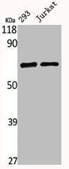 IQCB1 antibody