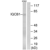 IQCB1 Antibody