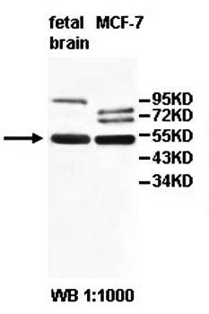 IQCC Rabbit Polyclonal Antibody