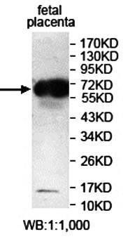 IQCE Rabbit Polyclonal Antibody