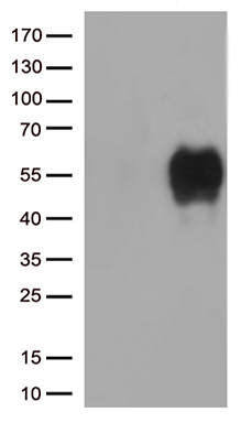 IQGAP1 antibody