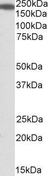 Goat anti-IQGAP1 Antibody