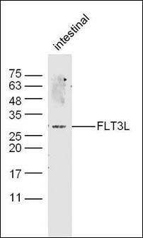 IQGAP3 antibody