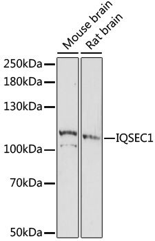 IQSEC1 antibody