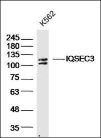 IQSEC3 antibody
