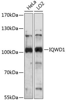 IQWD1 antibody
