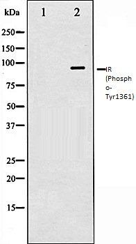 IR (Phospho-Tyr1361) antibody