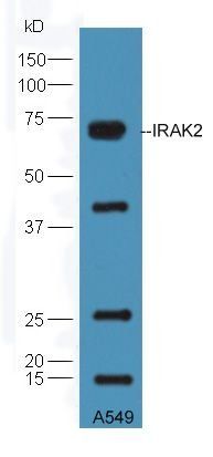 IRAK2 antibody