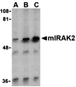 IRAK2 Antibody