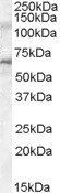 IRAK3 antibody