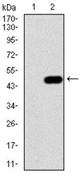 IRAK3 Antibody