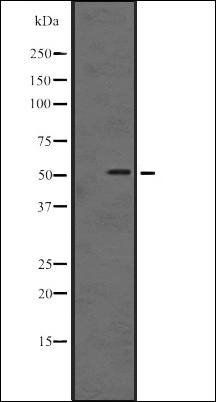 IRAK4 antibody