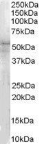 Goat anti-IRAK4 (N Terminus) Antibody