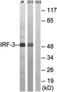 IRF-3 antibody