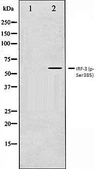IRF-3 (phospho-Ser385) antibody