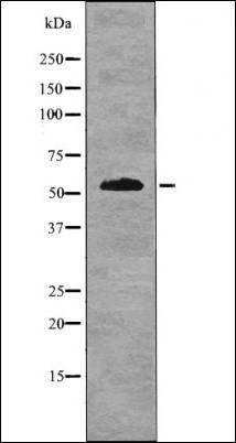 IRF-7 (Phospho-Ser477) antibody