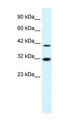 IRF2 antibody