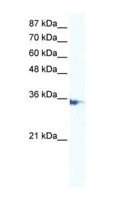 IRF2 antibody