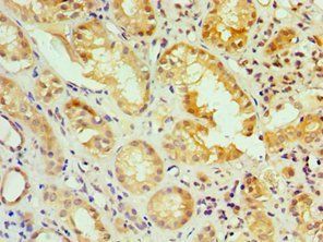IRF2 Antibody