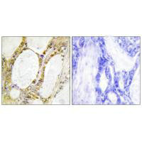 IRF2 Antibody
