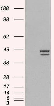 Goat anti-IRF2 Antibody