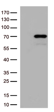 IRF2BP1 antibody