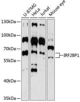 IRF2BP1 antibody
